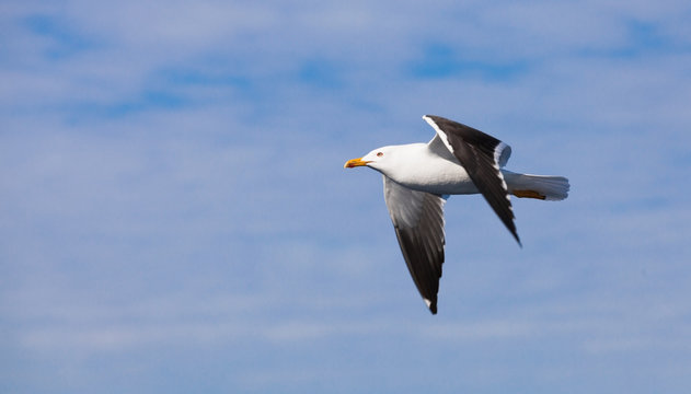 Great black-backed gull. White seagull flying