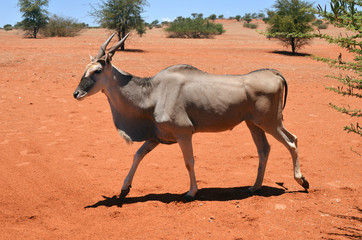 Naklejka na ściany i meble Eland antelope in Namibia