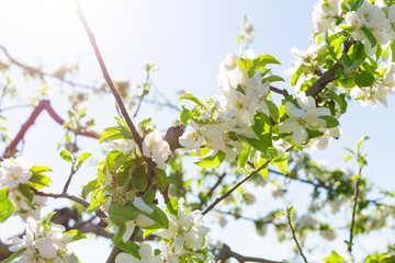 Branch with blossoms against blue sky