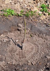 Tutorial, step by step. Growing Walnut Trees. Planting grafted sapling