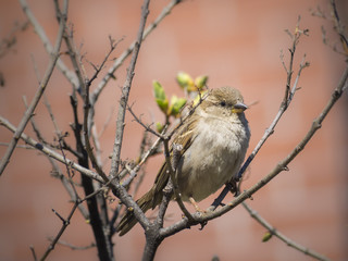 Sparrow on a branch