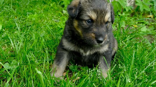 mongrel puppy closeup