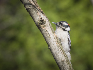 woodpecker on a branch