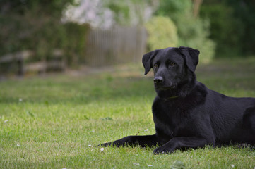 Schwarzer Labrador