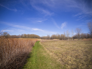Fototapeta na wymiar Spring landscape
