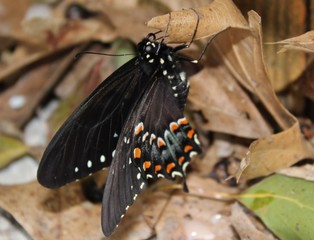 A beautiful butterfly has just opened its cocoon.