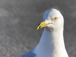 Gull 