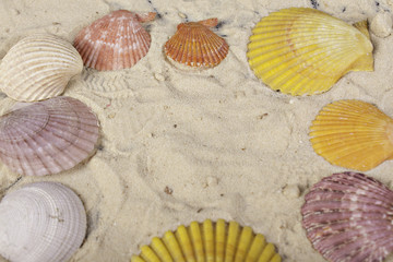 sea shells on sand