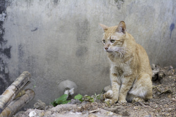 Golden cat sitting on the ground and staring at something .