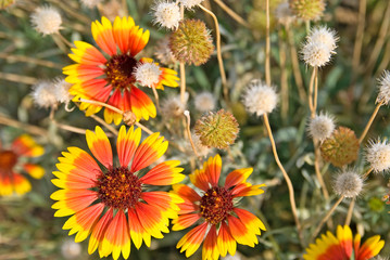 Gaillardia (Blanket flower) in sunny autumn day