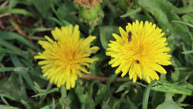 Pissenlits et fourmis