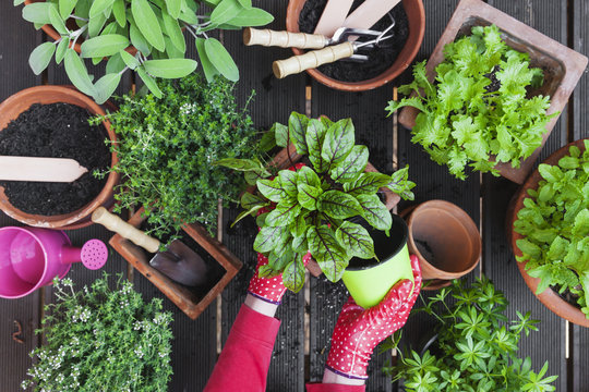 Gardening, medicinal and kitchen plants