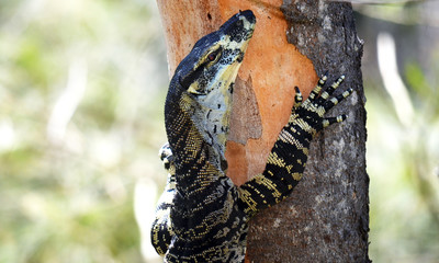 Australian Goanna (Lace Monitor) climbing a tree