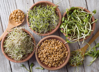 germinated seeds