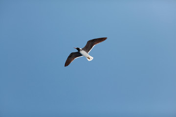 Fototapeta na wymiar A seagull, soaring in the blue sky