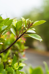 Plant leaf with water drops