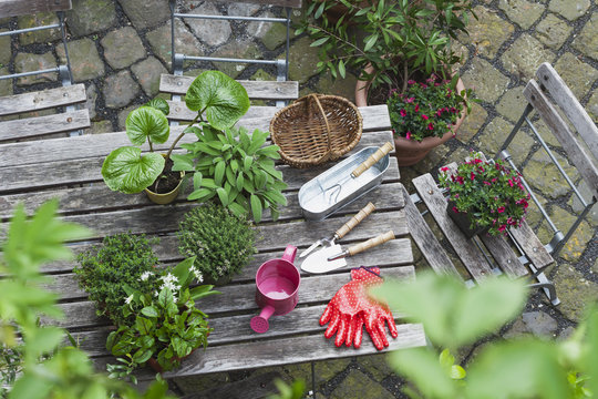 Gardening, different medicinal and kitchen herbs and gardening tools on garden table