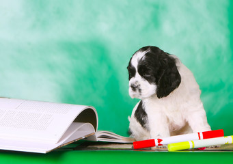 White and black puppy sitting and looking at an open book. Dog with floppy ears. A small animal,...