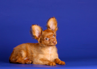 Beautiful red-haired puppy lies on a blue background. Dog with raised ears. A small animal. Pocket dog. Russian Toy