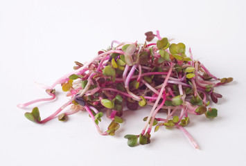 Sprouts of radish