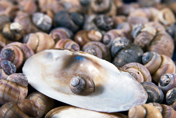 Sea shells