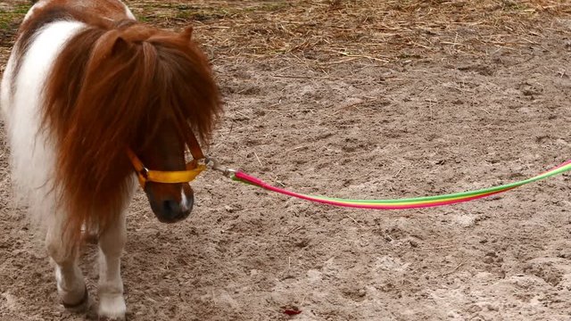 cute pony goes over the sand