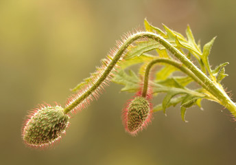 Maki w pąkach © mycatherina