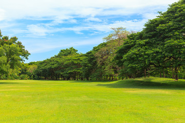 Naklejka premium Green trees