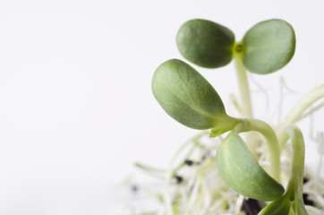 sunflower sprouts