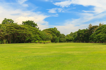 Fototapeta na wymiar Green trees