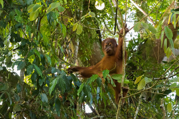 Sumatran orangutan (Pongo) sticks out his lips and hang on thin tree (Sumatra, Indonesia)