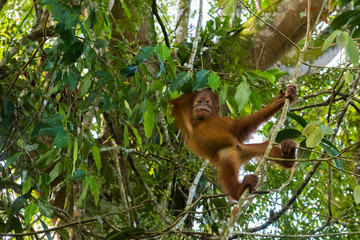 Young Sumatran orangutan standing on a thin branch and wants to get acquainted (Sumatra, Indonesia)