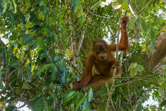 Young Sumatran orangutan stood at the time of the active games and stares into the camera (Sumatra, Indonesia)