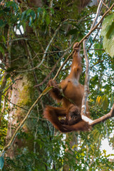 Flexible Young orangutan hanging upside down at the time of the active games (Sumatra, Indonesia)