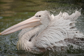 Swimming Pelican/Photo of a Pelican bathing in one of the ponds in bird Park Kuala Lumpur