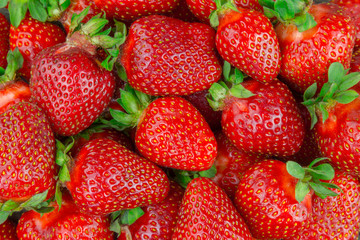 Strawberry background. Many strawberries extreme closeup.