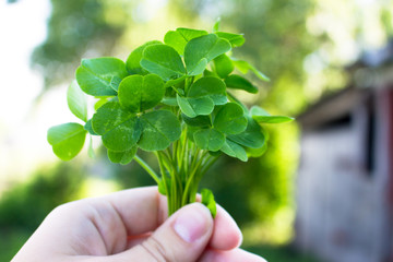 bouquet of clover in hand for good luck