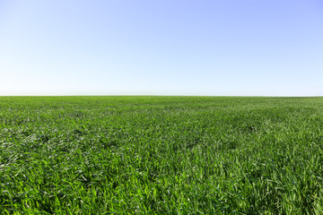 Fototapeta na wymiar Green wheat crops field on blue sky background