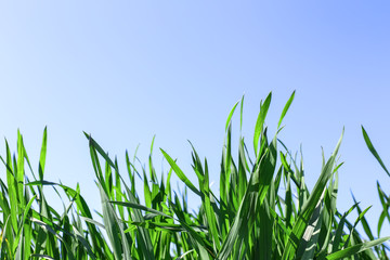 Green wheat crops field on blue sky background
