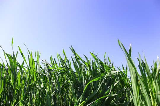 Green wheat crops field on blue sky background