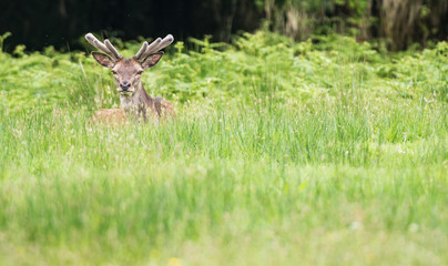 Wild red deer stag in the tall green long grass