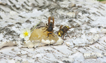Hornet eats honey.