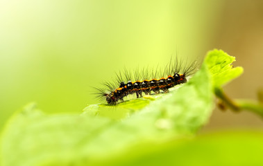 Beautiful green caterpillar creeps on a green plant in the garden