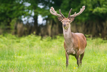 Red stag deer in a field during summer