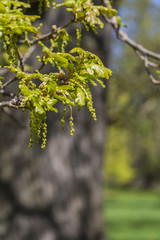 Flowering Oak Tree