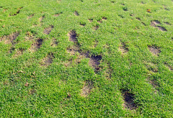Divot marks in green grass fairway on golf course