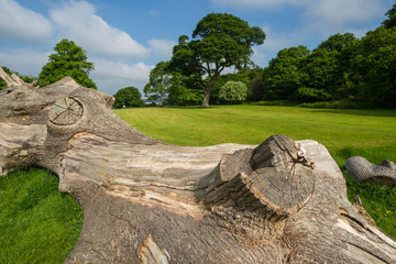 Big old weathered dead tree trunk in a park open space