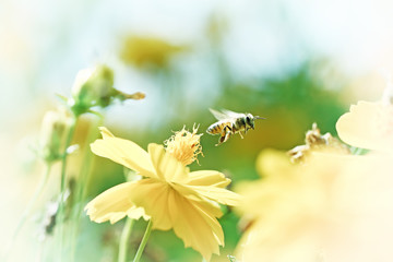 Vintage photo of yellow wild flower with bee in the garden