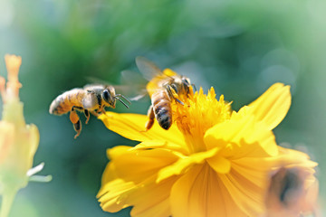 Vintage photo of yellow wild flower with bee in the garden