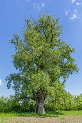 Three hundred years old large poplar 